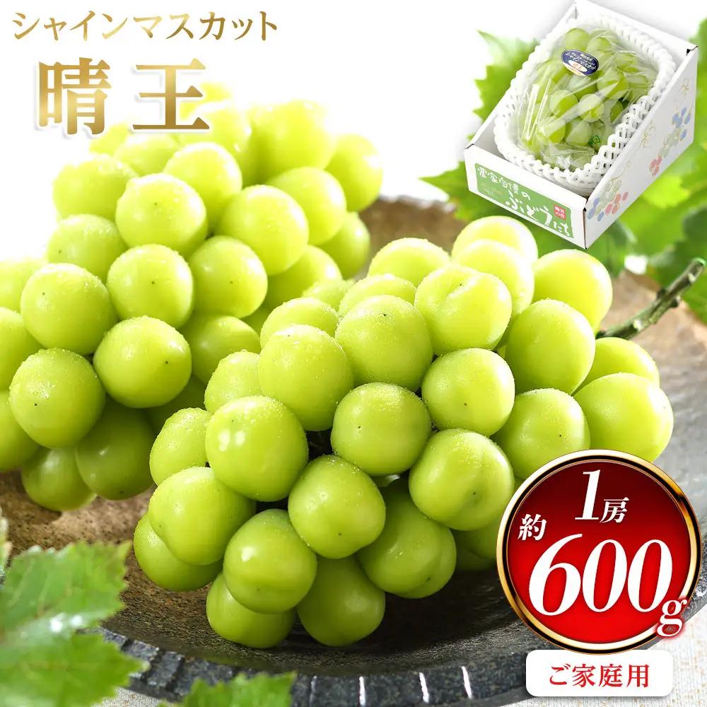 ぶどう 2026年  ご家庭用 シャインマスカット 晴王 約600g×1房 葡萄  岡山県産 国産 フルーツ 果物 | シャインマスカット