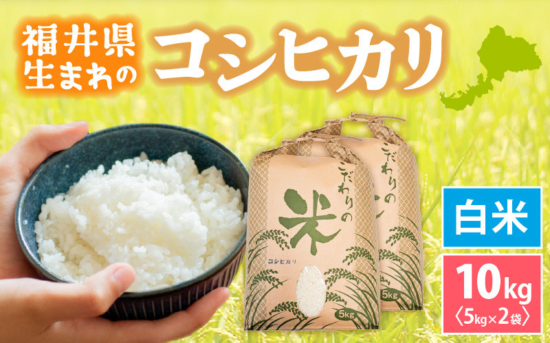 
                  令和7年産 コシヒカリ 10kg 福井県産【白米】【お米 こめ 米 コメ こしひかり 10キロ 精米 人気品種】 [e30-c014]
                