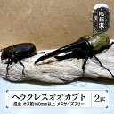 【ふるさと納税】尾花沢市産 昆虫の王様 ヘラクレスオオカブト カブトムシ オス メス ペア 成虫 2匹 約160mm kb-blhap160