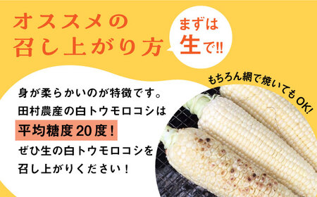 【先行予約】田村農産の白トウモロコシ 10～12本入り（2025年6月以降順次発送）【田村農産】《豊前市》野菜 とうもろこし スイートコーン [VBE001]