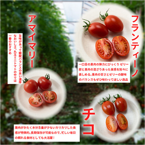【先行予約】 トマト ミニトマト 750g （ 250g × 3袋 ） フランティーノ アマイマリー チコ 小分け トマト トマト トマト