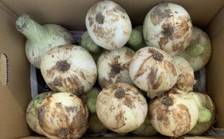 【わいわいベジタブル】春の訪れ！淡路島の新たまねぎ（5㎏）◆配送２月～５月下旬