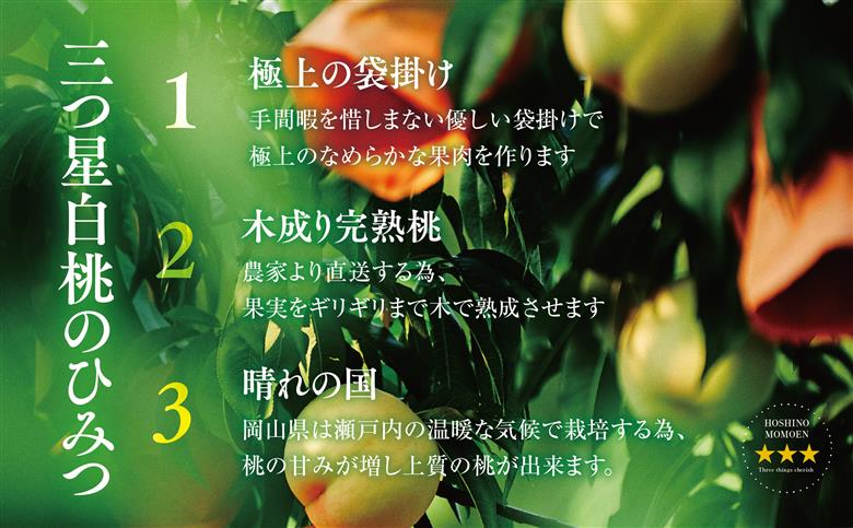 【清水白桃】岡山県産 三つ星 星乃桃園 780g (3玉)【配送不可地域：離島・北海道・沖縄県】