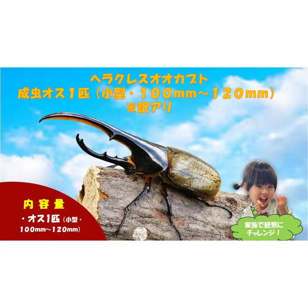 【虹色Farm】ヘラクレスオオカブト 成虫オス1匹(小型・100mm～120mm)訳アリ｜京都 ヘラクレス 人気