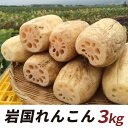 【ふるさと納税】岩国れんこん（3kg）【山口県農業協同組合】