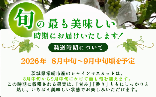 茨城県常総市産 シャインマスカット 約3kg｜ぶどう ブドウ 葡萄 果物 フルーツ 贈り ※2026年8月中旬～9月中旬頃に順次発送予定