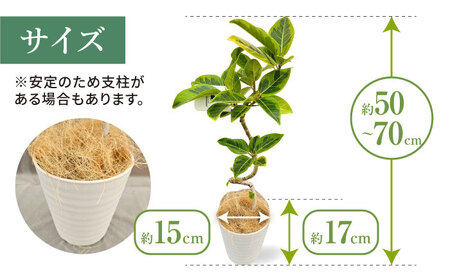 観葉植物 フィカスゴムの木 鉢植え 大村市 エコグリーンヒガシ/フィカス ゴムの木 ゴムノキ 鉢付き 室内 植物 インテリア プレゼント ギフト[ACAL007]