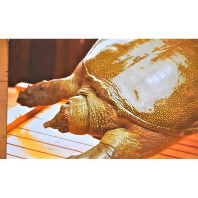 ふるさと納税 筑前町 すっぽん卵黄はちみつ漬け2個セット |  | 01