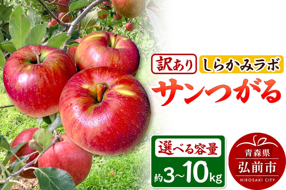 
                  【26年9月クール便発送】りんご サンつがる【訳あり】【選べる約 3kg／5kg／10kg】しらかみラボ 先行受付 家庭用 青森県 弘前市 果物 フルーツ 林檎 リンゴ くだもの 不揃い 規格外 [先行予約 クール便 産地直送 アップル おいしい 果実 美味 甘い 赤色]
                