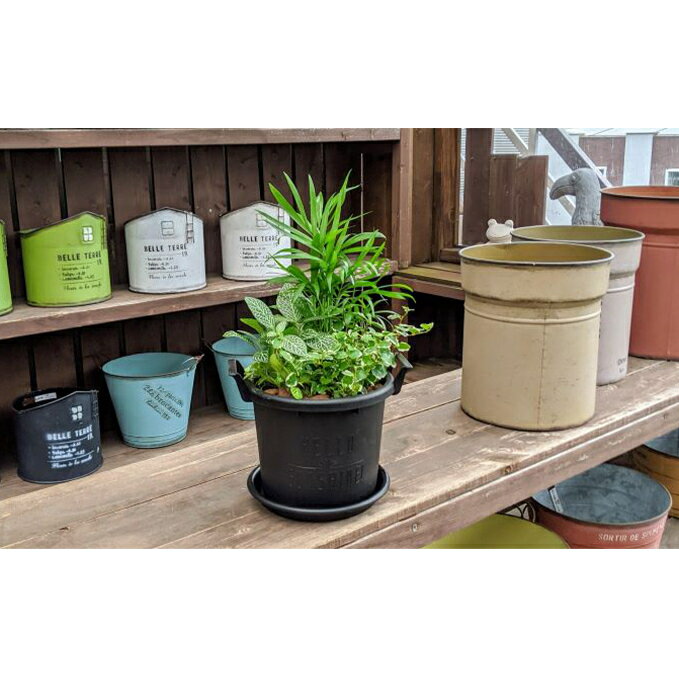 【ふるさと納税】 観葉植物 3種類 寄せ植え 1鉢 受皿付き 花苗 ガーデニング 園芸 お花 花 庭 インテリア 装飾品 工芸品 贈答 ギフト プレゼント 祝い 記念日 母の日 グリーン 室内 観賞用 育てやすい 癒し 空気清浄 インテリアグリーン 観葉植物セット 藤枝市 静岡県