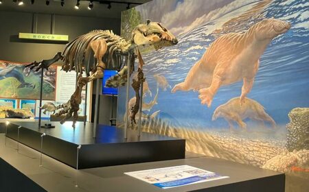 瑞浪市化石博物館パレオパラドキシア新コーナー、学芸員の解説付き見学ツアー(4名)【1502732】