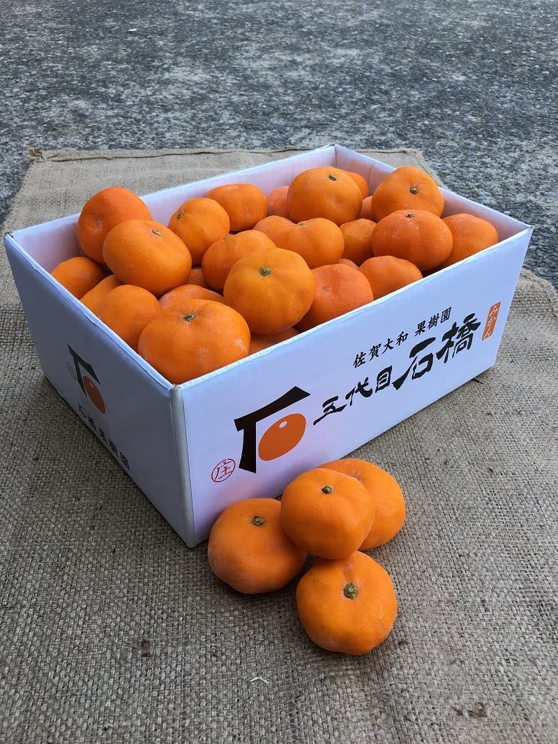 
                  【石橋果樹園】果物／蔵入りみかん　9.5㎏
                