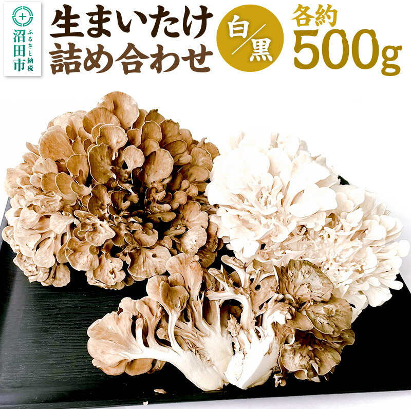 【ふるさと納税】《2026年1月発送》生まいたけ（白・黒）各約500g 詰め合わせ おいがみ舞茸園
