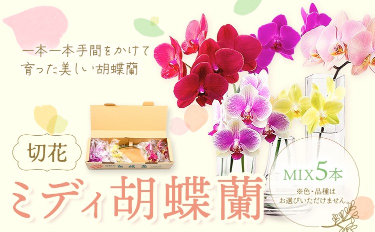 
                  ミディ 胡蝶蘭切花 MIX 5本 セット 株式会社日野洋蘭園《30日以内に出荷予定(土日祝除く)》鹿児島県 さつま町 胡蝶欄 植物 花 切花 送料無料
                