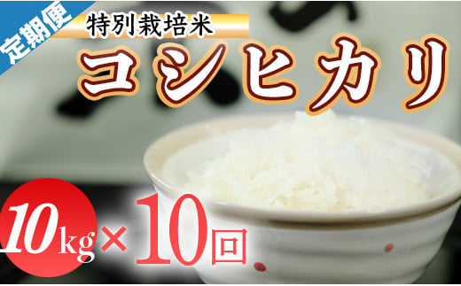 令和６年産 (精白米)　特別栽培米　こしひかり10kg ×10袋