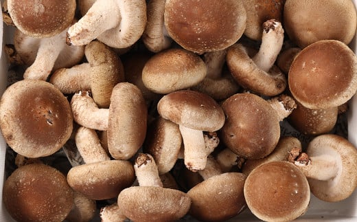 【期間限定】菌床生椎茸　詰め合わせ 1.2kg  しいたけ シイタケ 生しいたけ 下呂温泉【71-3】