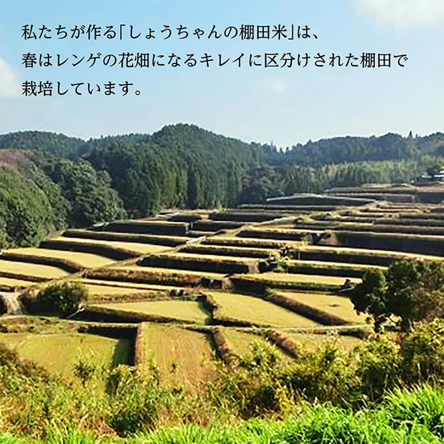 【令和8年産 新米】しょうちゃんの棚田米 夢しずく 玄米 5kg 佐賀県産 米 栽培期間中農薬・化学肥料不使用 _b-94