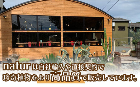 natur オリジナル 多肉 植物 寄植え 粘土 鉢 福岡 八女 観葉植物 はち インテリア 室内栽培 水やり 広川町 / plantsfunshopnatur[AFAT001]