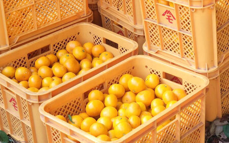 【極実(きわみ)】蜜柑ジュース(720ml×2本) / みかん 100％ ミカン みかんジュース オレンジジュース 柑橘 ドリンク / 諫早市 / 森山果樹園 [AHCO004]