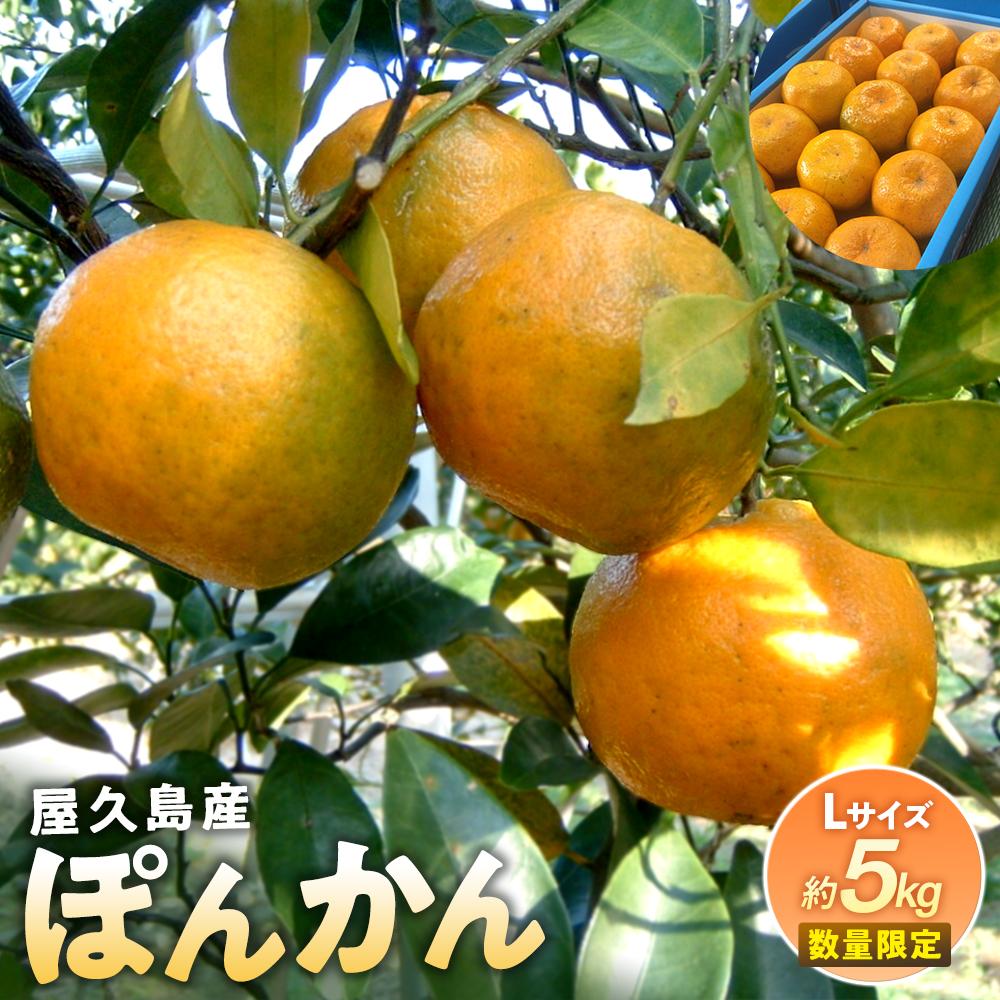 【ふるさと納税】2025年 屋久島産 ぽんかん 約5kg・Lサイズ＜先行予約／数量限定＞ | 鹿児島県 屋久島町 鹿児島 屋久島 お取り寄せ ご当地 ぽんかん ポンカン くだもの 果物 フルーツ 柑橘 柑橘類 かんきつ類 柑橘フルーツ 果実 先行受付 数量限定