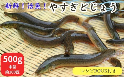 やすぎどじょう500g（女子高生制作どじょう料理レシピBOOK付き）【どじょう 活魚 生きたまま 食用】