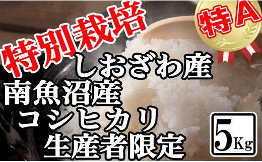 
                  【令和8年産　新米予約】特別栽培 生産者限定 南魚沼しおざわ産コシヒカリ5Kg【銘柄米 ブランド米 精米 こしひかり コシヒカリ 魚沼産 新潟米 産地直送 お米 米 こめ コメ ご飯 御飯 ごはん】【2026年10月上旬より1ヶ月以内に順次発送予定】
                