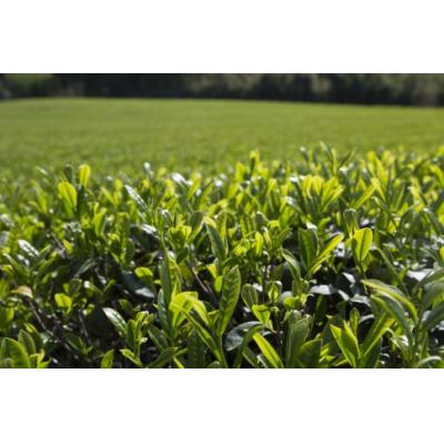 ふるさと納税 臼杵市 高橋製茶の有機抹茶3缶セット |  | 03