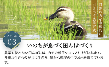 令和7年産 やくの自然栽培米 朝日 10kg 精米 （7分づき） / 自然栽培米 自然栽培 こめ コメ 米 白米 精米 イセヒカリ いせひかり お米 ごはん やくの 夜久野 京都府 福知山市 FCEV