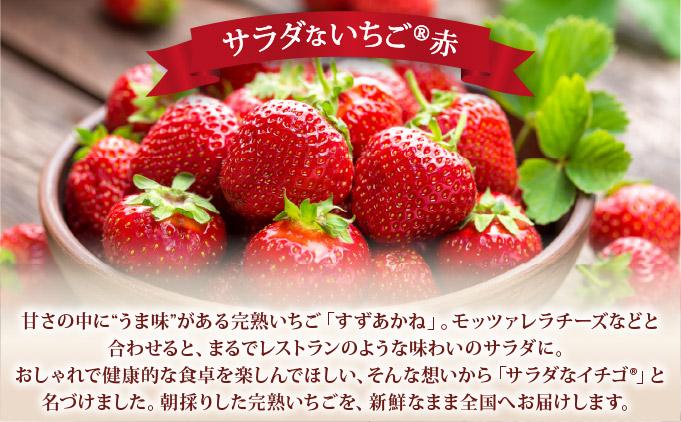 ＜2026年先行予約＞ サラダないちご（赤・白）ご褒美 苺 最旬 贈答 ギフト プレゼント 果物 フルーツ イチゴ 北海道 伊達【ecg-003】