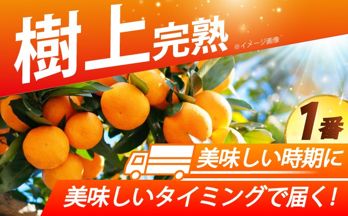 原口 みかん 5kg