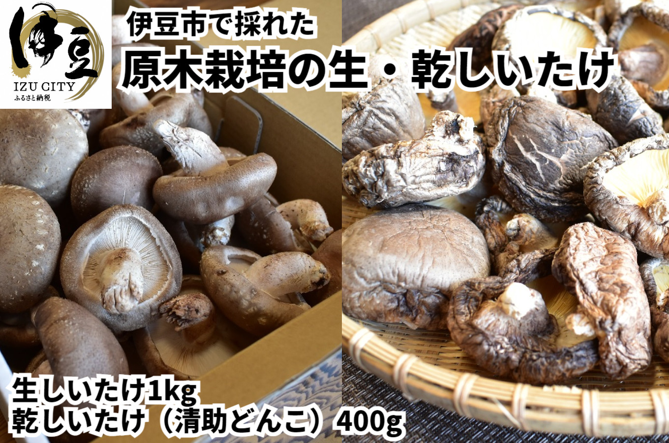 
無農薬 無肥料 伊豆産 原木栽培の生・乾しいたけセット （生しいたけ 1kg・乾しいたけ 清助どんこ 380g）　【椎茸 キノコ 肉厚 シイタケ 乾燥 】　020-009
