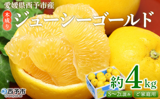 ＜木成り ジューシーゴールド（河内晩柑）ご家庭用 約4kg（S～2L混合）＞ 訳あり 果物 フルーツ かわちばんかん みかん オレンジ 柑橘 食べて応援 特産品 宇都宮物産 愛媛県 西予市 【常温】『2026年6月中旬～8月中旬迄に順次出荷予定』