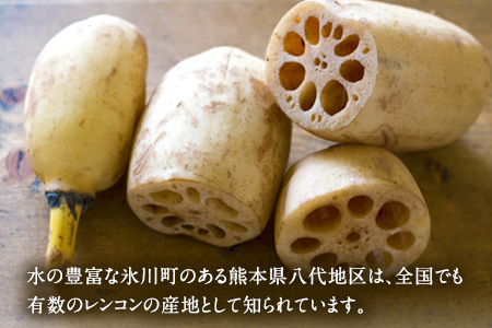 レンコン 約3kg 熊本県氷川町産 道の駅竜北《11月下旬-3月末頃出荷(土日祝除く)》