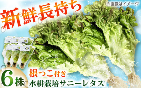 水耕栽培野菜 サニーレタス 6株[BGBT001]