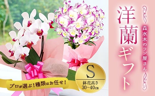 洋蘭 洋蘭ギフトS 鉢花 （高さ30〜40cm） 蘭 鉢 鉢植え 胡蝶蘭 ギフト 熊本県産 【森水木のラン屋さん】洋蘭 ギフト S 鉢花（高さ30～40cm）お祝い 贈り物 フラワーギフト