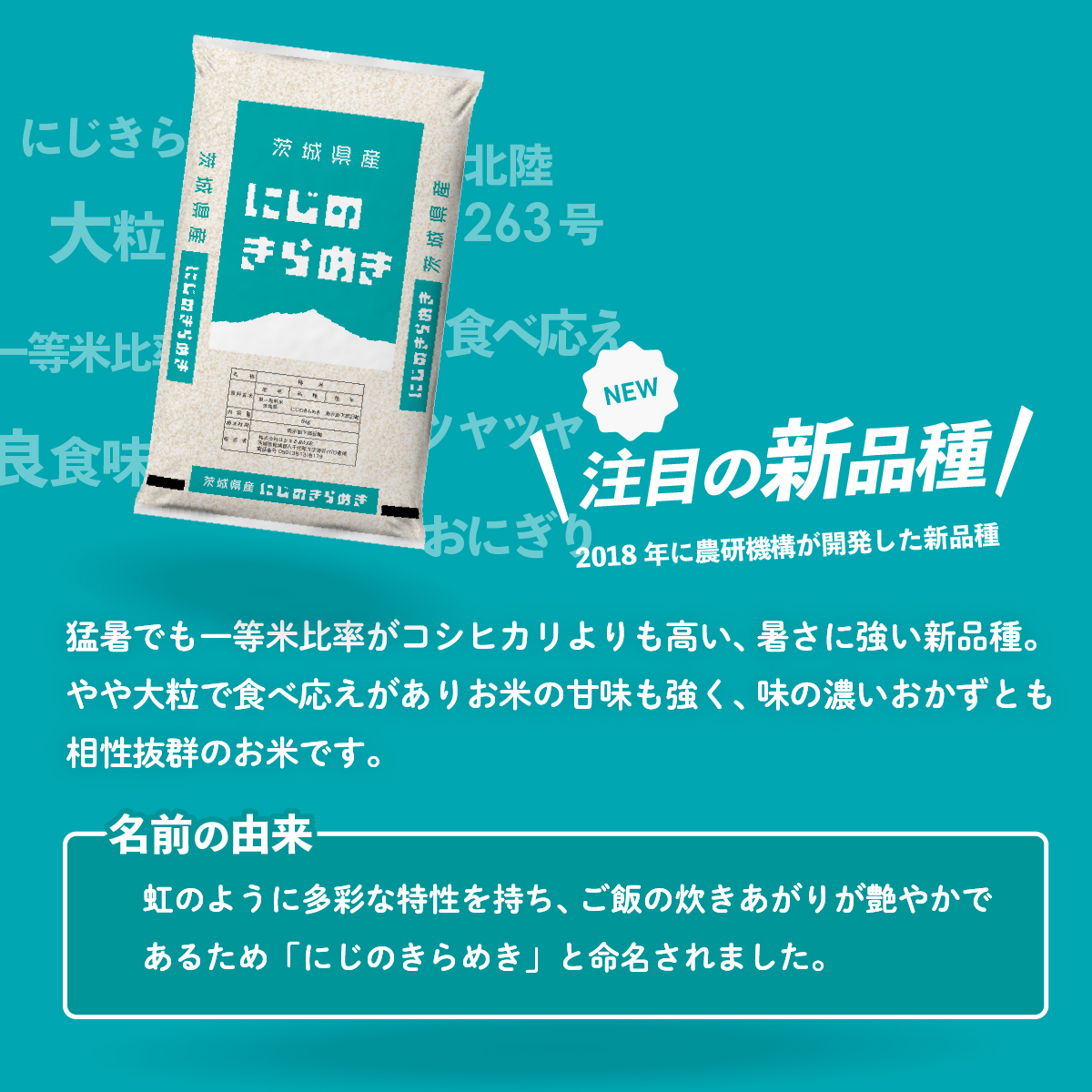【12月発送】にじのきらめき 5kg (5kgx1袋) 令和6年産 茨城県産 にじのきらめき 白米 精米 茨城県 八千代町 お米 米 [SF284yai]