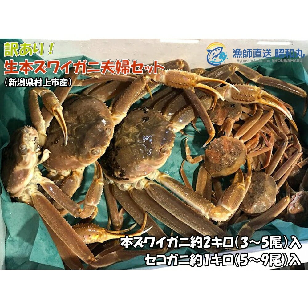 【ふるさと納税】【数量限定】＜訳あり＞冷蔵便 生本ズワイガニ夫婦セット（雄約2kg＋セコガニ約1kg）蟹 カニ 海鮮 魚介類 甲殻類 産地直送 クール お取り寄せ 新潟県 村上市 送料無料 1079006