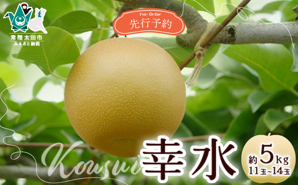 
            【先行予約 2026年】梨 幸水 約5kg 13玉～16玉 | 茨城県 常陸太田市 桧山果樹園 幸水 人気 有名 梨 フルーツ 高級 産地直送 限定品 贈り物 新鮮 お取り寄せ デザート ギフト 風味豊か 香り 上品 希少価値 珍しい 地域 甘い 限定 果物 果樹
          