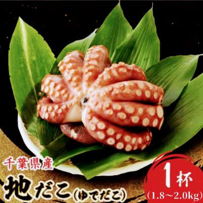 ふるさと納税 いすみ市 地だこ 1杯 (1.8kg〜2.0kg)