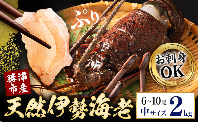 【刺身OK】千葉県勝浦産 生冷活〆 天然伊勢海老 2kg 6-10尾入 株式会社串浜水産《90日以内に出荷予定(土日祝除く)》千葉県 勝浦市 伊勢海老 海老 えび【配送不可地域あり】（離島）【1504522】