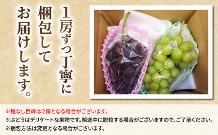 【先行受付2026年発送】【さとのみ果樹園】シャインマスカット1房＆種なし巨峰1～2房（合計1kg以上）※2026年9月中旬～10月上旬順次発送
