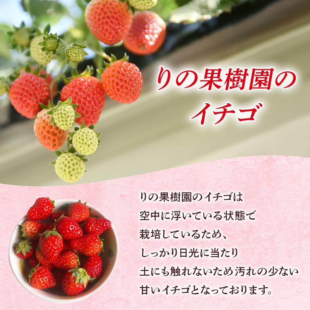 ＜訳あり いちご あまおとめ 約1.3kg 小粒 加工用 冷蔵 規格外品＞ 国産 サイズ 小粒 詰め合わせ アマオトメ 訳あり 訳アリ フルーツ 果物 苺 いちご イチゴ シャーベット スムージー り