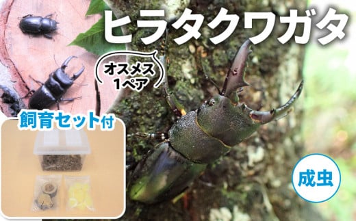 【配送期間：2025年6月下旬～8月上旬】ヒラタクワガタ（成虫）オスメス1ペア飼育セット付 ( 飼育観察 自然採集 ヒラタクワガタ M～Lサイズ 夏休み 自由研究 生き物 自然環境学習 プレゼント 贈り物 ギフト )