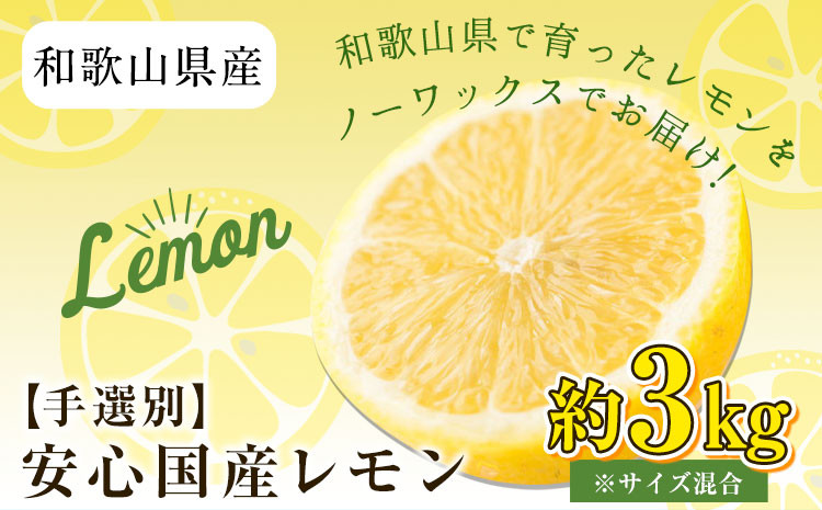 
【手選別・産直】紀の川市産の安心国産レモン 約3kg 紀の川市厳選館《2024年11月出荷》 和歌山県 紀の川市 フルーツ 果物 柑橘 レモン
