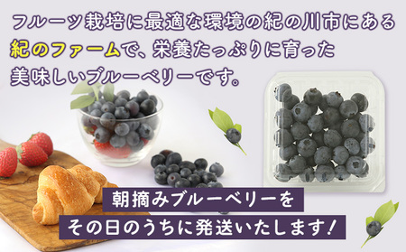 ブルーベリー 1080g (180g×6パック入り) 紀のファーム株式会社  《2025年5月中旬-8月中旬頃出荷》和歌山県 紀の川市