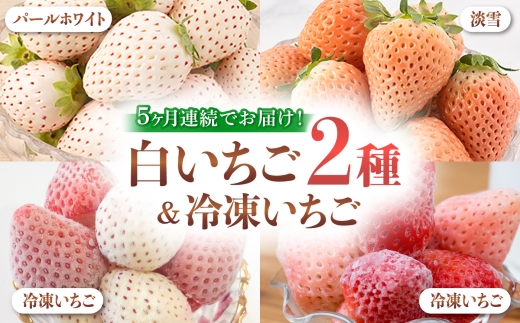 【全5回定期便】白いちご2種と冷凍いちご / いちご イチゴ 苺 フルーツ 果物 定期便 / 佐賀県ふるさと納税 [41AAZZ004]