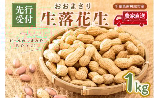 【先行受付 2025年9月中旬～11月中旬発送予定】『おおまさり 生落花生 1kg』農家直送！ mi0039-0006 【落花生 ピーナッツ 殻付き 千葉 おつまみ 大粒】