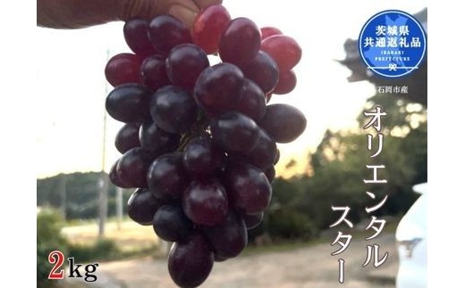 【先行予約】開田ぶどう園 オリエンタルスター 2kg（茨城県共通返礼品・石岡市産） ／  ぶどう 葡萄 ブドウ 果物 フルーツ オリエンタルスター 2kg