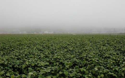 熟成 丹波黒枝豆 さや 1.5kg（京都 京丹波町産 丹波黒大豆）≪秋だけの期間限定 数量限定≫【季節限定  おつまみ  枝豆 えだまめ  地域限定 黒豆 ご当地グルメ 特産品】※北海道・沖縄は配送不可 [010KK002L]