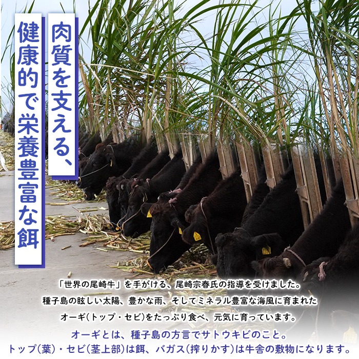 n375 種子島産黒毛和牛！梶屋牛冷凍生ハンバーグ(10個) 黒毛和牛 牛肉 国産 九州産 鹿児島県産 肉 ビーフ ハンバーグ 冷凍 小分け 簡単調理 天然飼料 サステナブル 和牛 お祝い 【株式会社